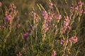 Sainfoin is a perennial forage and honey plant of the legume famSainfoin is a perennial forage and honey plant of the legume famil Royalty Free Stock Photo