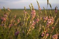 Sainfoin is a perennial forage and honey plant of the legume famSainfoin is a perennial forage and honey plant of the legume famil Royalty Free Stock Photo