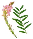 Sainfoin on white Royalty Free Stock Photo