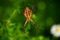 A saint Andrew& x27;s Cross spider hanging around its web Royalty Free Stock Photo