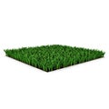 Saint Augustine Warm Season Grass on white. 3D illustration