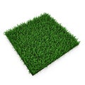 Saint Augustine Warm Season Grass on white. 3D illustration