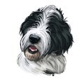 Saint Berdoodle Puppy Cross Breed Of St. Bernard Dog And Poodle Isolated On White. Digital Art Illustration Of Hand Drawn Cute