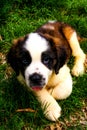 Saint Bernar small puppy in the grass