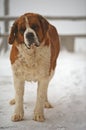 Saint Bernard Royalty Free Stock Photo