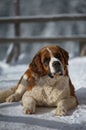 Saint Bernard Royalty Free Stock Photo