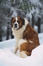 Saint Bernard Royalty Free Stock Photo