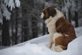 Saint Bernard Royalty Free Stock Photo