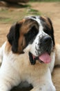 Saint bernard