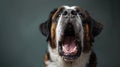 Saint Bernard, angry dog baring its teeth, studio lighting pastel background Royalty Free Stock Photo