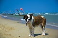 Saint Bernard on the beach