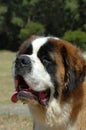 Saint Bernard dog Royalty Free Stock Photo