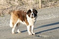 Saint Bernard Dog