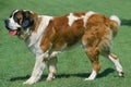 SAINT BERNARD DOG, ADULT WALKING ON GRASS