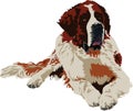 Saint Bernard dog breed Royalty Free Stock Photo