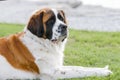 Saint Bernard dog breed Royalty Free Stock Photo