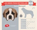 Saint Bernard dog breed infographics Royalty Free Stock Photo