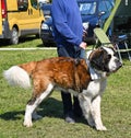 Saint Bernard dog outdoor