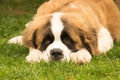 Saint Bernard dog puppy at a park. A cute moment.