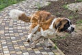 Saint bernard dog running closeup