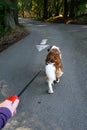 Saint Bernard dog walking on a leash in a forested park on a sunny day, walking up road