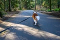 Saint Bernard dog walking on a long leash down a road in Farrel-McWhirter Farm Park, Redmond, WA