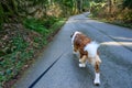 Saint Bernard dog walking on a long leash down a road in Farrel-McWhirter Farm Park, Redmond, WA