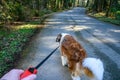 Saint Bernard dog walking on a long leash down a road in Farrel-McWhirter Farm Park, Redmond, WA