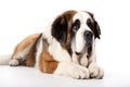 Saint Bernard Dog On White Background. Generative AI