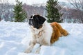 Saint Bernard dog in winter siting on white snow