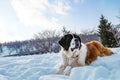 Saint Bernard dog in winter siting on white snow