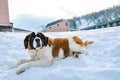 Saint Bernard dog in winter siting on white snow