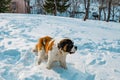 Saint Bernard dog in winter siting on white snow