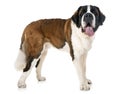 Saint bernard in studio Royalty Free Stock Photo