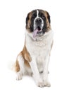 Saint Bernard panting (13 months old)