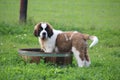 Saint bernard portrait