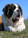 Saint bernard portrait