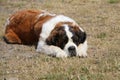 Saint bernard portrait