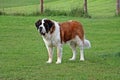 Saint bernard portrait