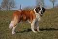 Saint bernard portrait