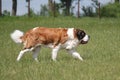 Saint bernard portrait