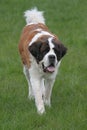 Saint bernard portrait