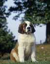 Saint Bernard, Pup sitting on Grass Royalty Free Stock Photo