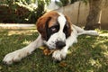 Saint Bernard Puppy Lying in the Grass Outdoors Royalty Free Stock Photo