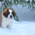 Saint Bernard puppy, swiss national dog