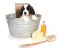 Saint Bernard Puppy in a Washtub for Bath Time Royalty Free Stock Photo