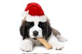 Saint Bernard Puppy Wearing Santa Hat