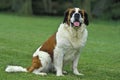 Saint Bernard, Rescue Dog Royalty Free Stock Photo