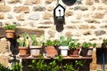 Saint-Ceneri-le-Gerei/FRANCE - April 24, 2018: A row of cacti in pots on a bench in front of an old stone wall