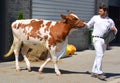 Young man exhibiting Pedigree Red Holstein